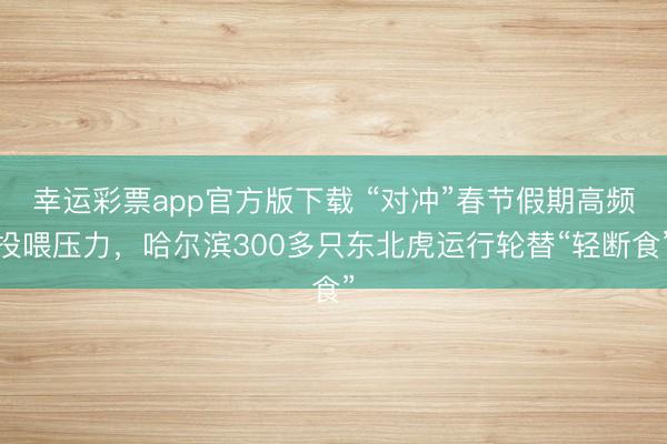 幸运彩票app官方版下载 “对冲”春节假期高频投喂压力，哈尔滨300多只东北虎运行轮替“轻断食”